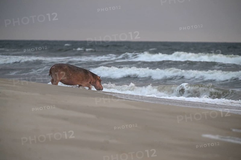 Hippopotamus (Hippopotamus amphibius) disappearing into the Atlantic Ocean, Surfing Hippos, Petit Loango, Loango National Park, Parc National de Loango, Ogooué-Maritime Province, Gabon, Africa