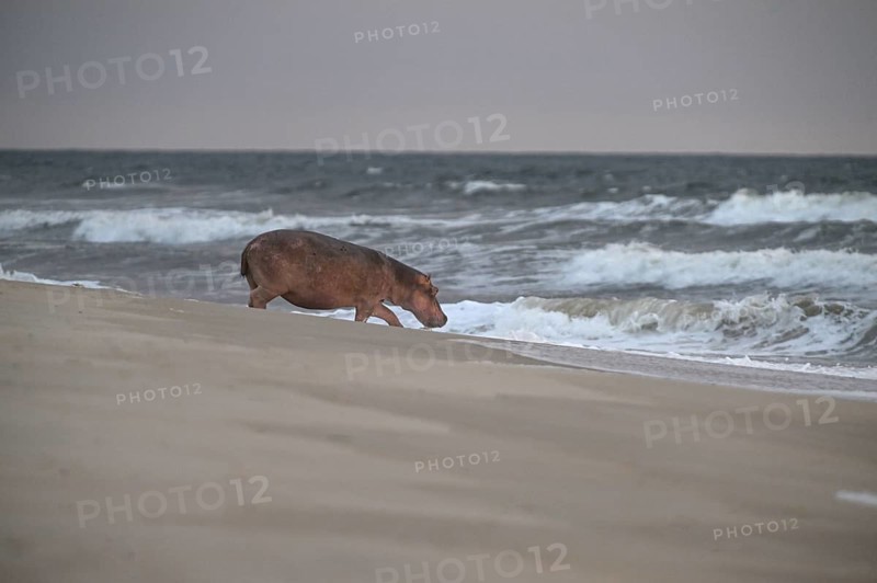 Hippopotamus (Hippopotamus amphibius) disappearing into the Atlantic Ocean, Surfing Hippos, Petit Loango, Loango National Park, Parc National de Loango, Ogooué-Maritime Province, Gabon, Africa