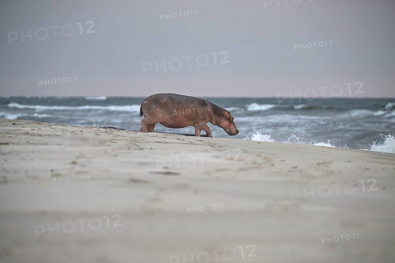 Hippopotamus (Hippopotamus amphibius) disappearing into the Atlantic Ocean, Surfing Hippos, Petit Loango, Loango National Park, Parc National de Loango, Ogooué-Maritime Province, Gabon, Africa