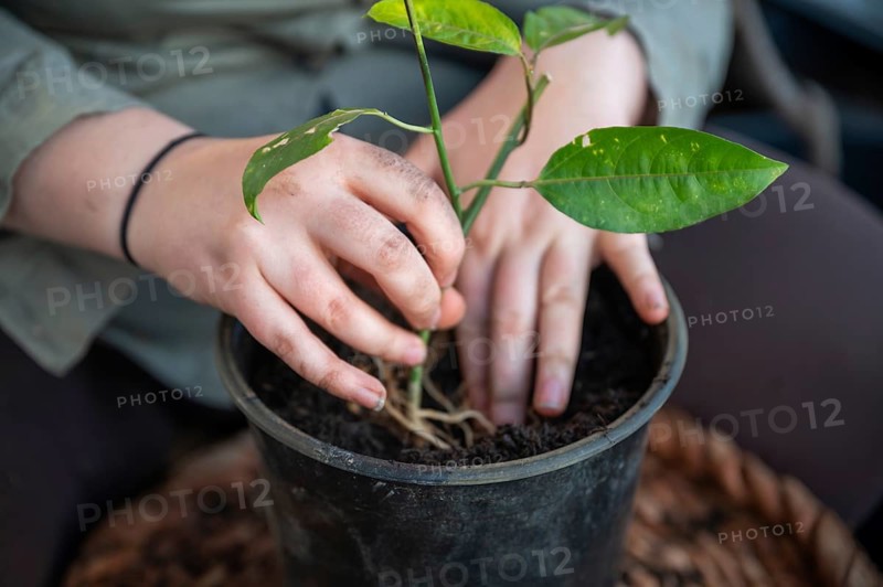 Close-up woman repot a passion fruit plant in a round black pot standing on a table, no visible face, vertical shot