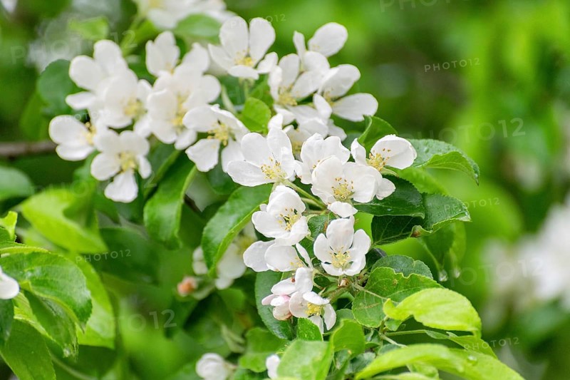 Apple branch with white flowers in spring