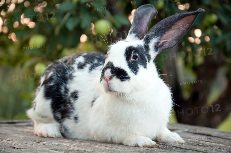 Beautiful colorful bunny with big ears in the garden