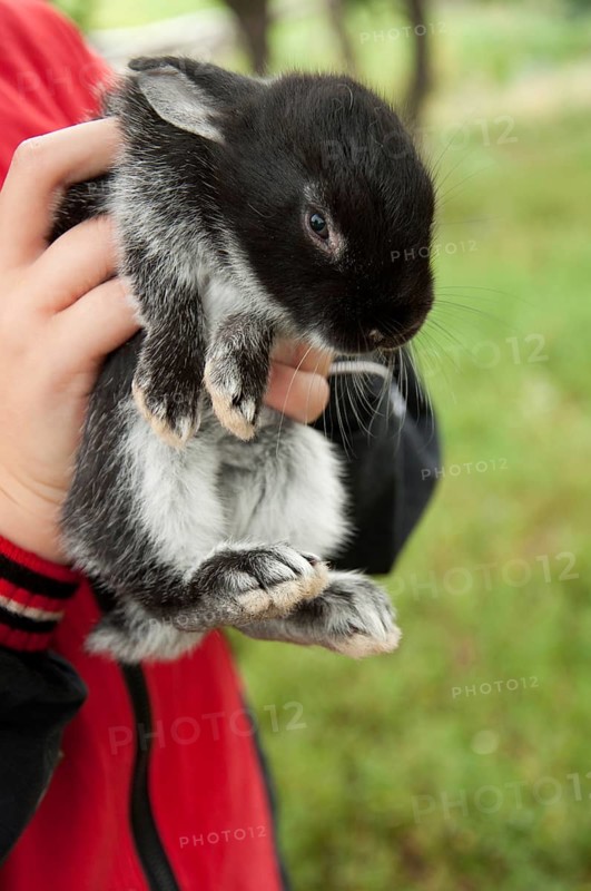 Small beautiful bunny in children's hands