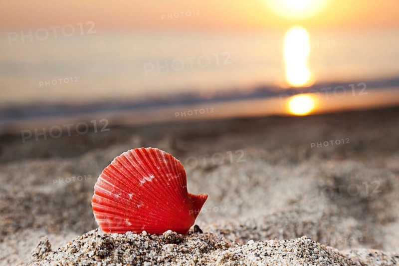 Summer vacations, seashell or scallop shell on sunset sea sand beach