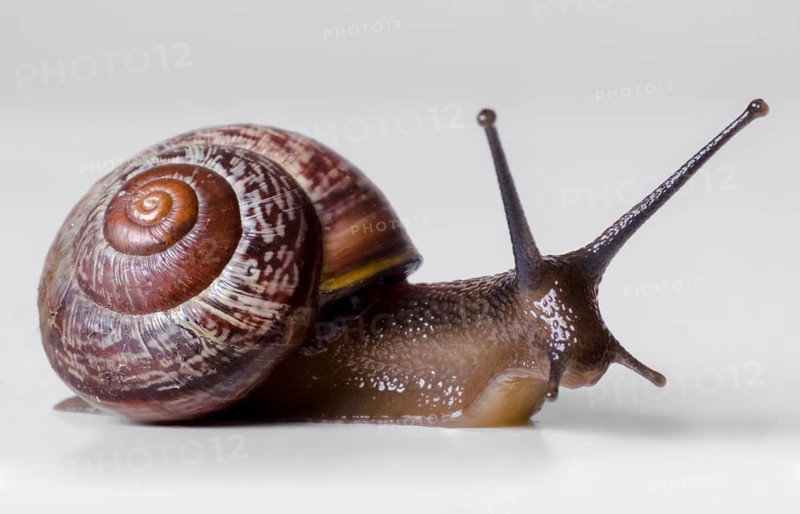 The snail close-up, macro. On gray background