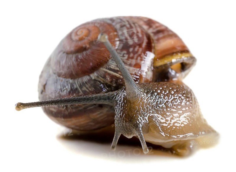 Snail close-up, macro. Isolated on white background