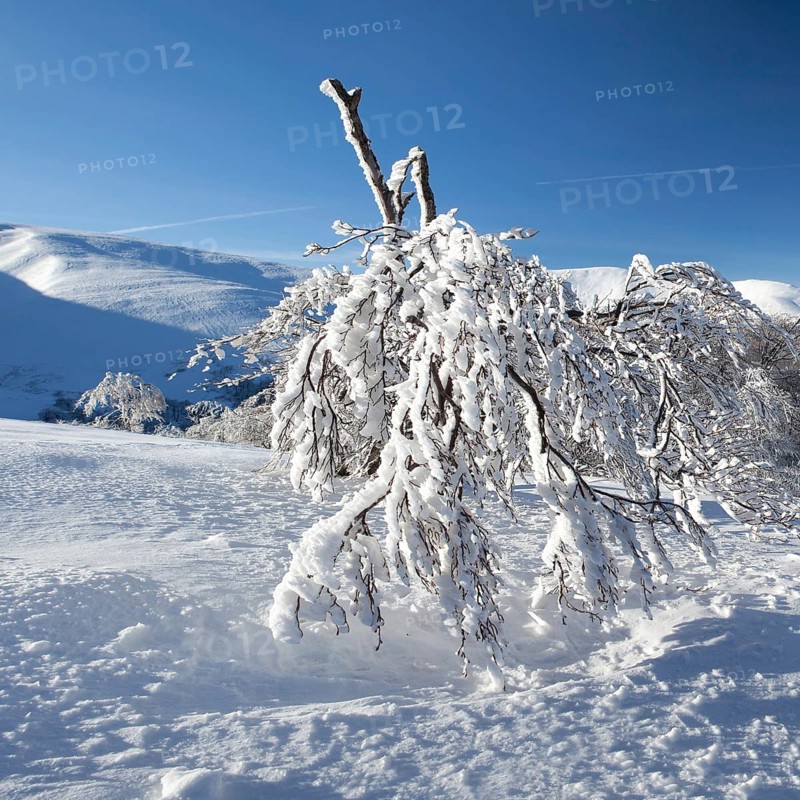 Winter mountain landscape with fir trees on the hill. Carpathian Mountains, Ukraine, Europe