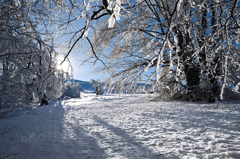 Winter mountain landscape with fir trees on the hill. Carpathian Mountains, Ukraine, Europe