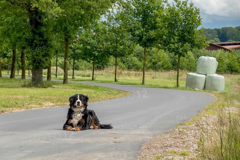 Bernese cattle dog lying alone on a road, Münsterland, North Rhine-Westphalia, Germany, Europe