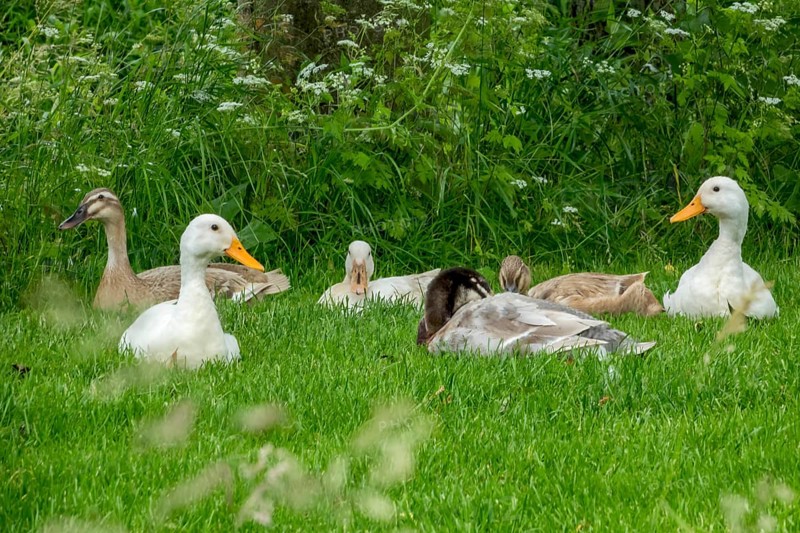 Ducks resting on a green meadow, North Rhine-Westphalia, Germany, Europe