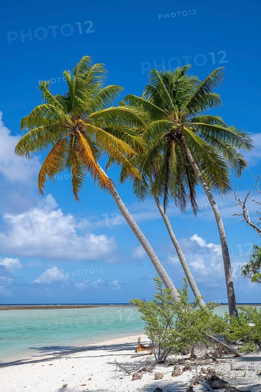 Coconut palm (Cocos nucifera), Tikehau, Atoll, Tuamotu Archipelago, Tuherahera, Rangiroa, French Polynesia, Oceania
