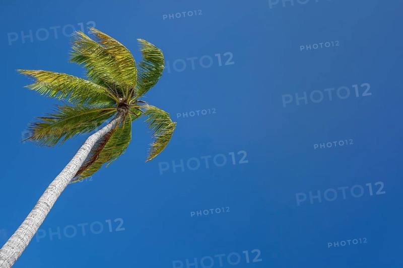 Coconut palm (Cocos nucifera), copyspace, Tikehau, Atoll, Tuamotu Archipelago, Tuherahera, Rangiroa, French Polynesia, Oceania