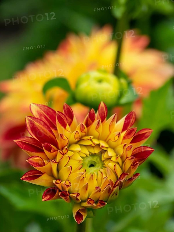 Yellow-red chrysanthemums in close-up with green background, Legden, münsterland, westphalia, germany