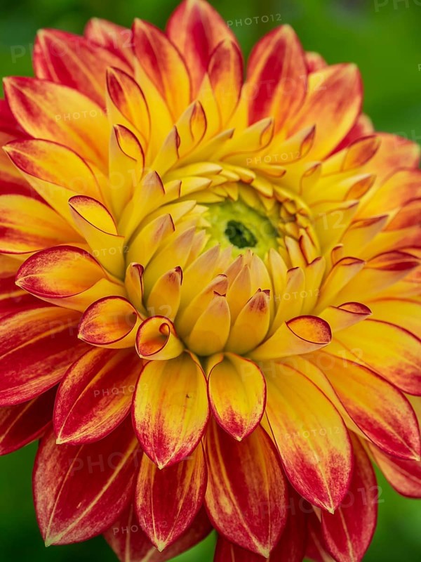 Close-up of a yellow chrysanthemum with red edges on the petals, Legden, münsterland, westphalia, germany