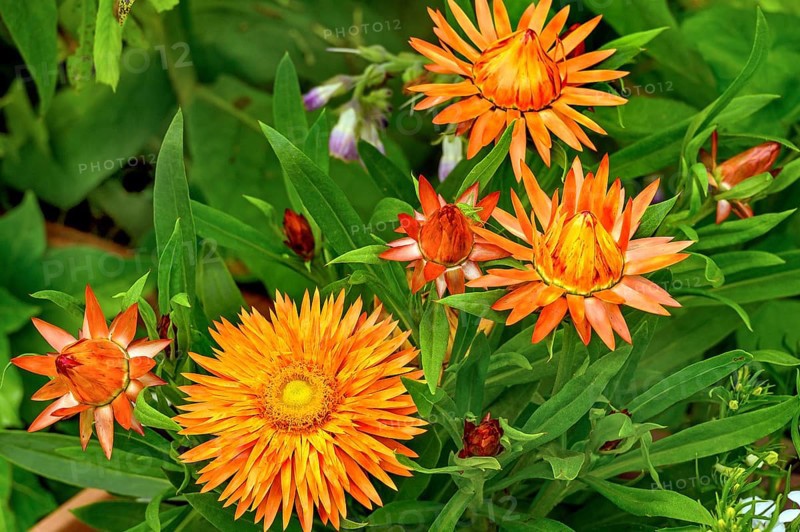 Garden immortelle (Xerochrysum bracteatum), Allgäu, Swabia, Bavaria, Germany, Europe