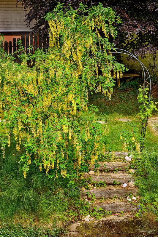 Flowering laburnum, on the banks of a stream, Allgäu, Swabia, Bavaria, Germany, Europe