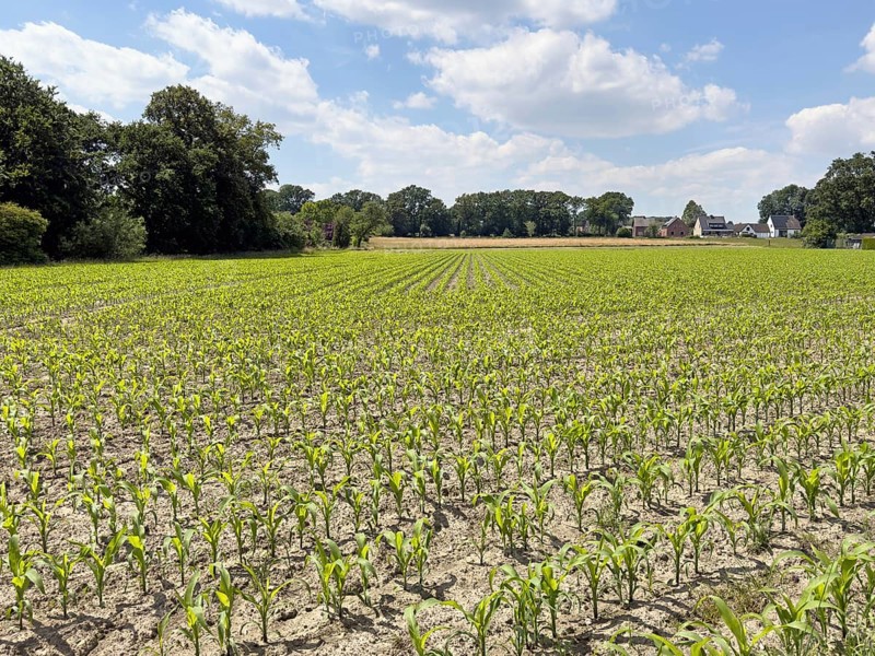 Field with plants of young corn (Zea mays) young maize plants growing on maize field, visible furrows in front, North Rhine-Westphalia, Germany, Europe