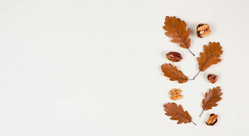 Autumn season background, frame with colorful foliage, brown oak leaves and nuts, greeting card