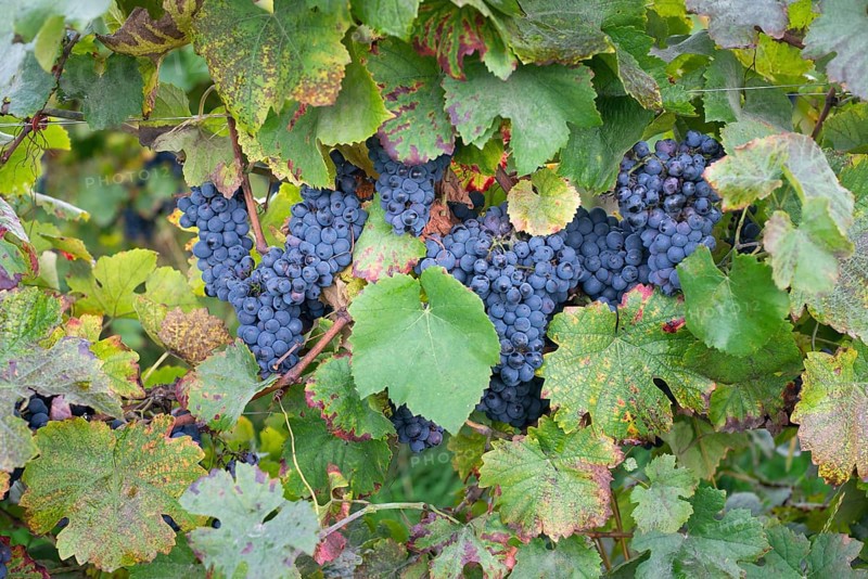 Blue ripe grapes growing on the vineyard, Moselle valley in autumn