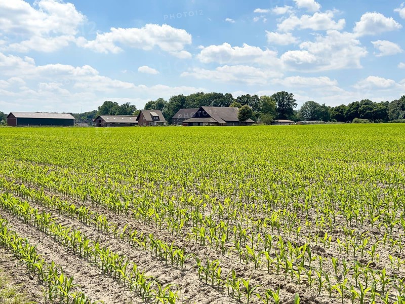 Field with plants of young corn (Zea mays) young maize plants growing on maize field, visible furrows in the foreground, farm in the background, North Rhine-Westphalia, Germany, Europe