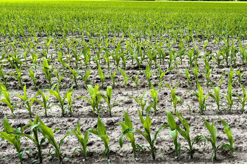 Field with plants of young corn (Zea mays) young maize plants growing on maize field, visible furrows in front, North Rhine-Westphalia, Germany, Europe