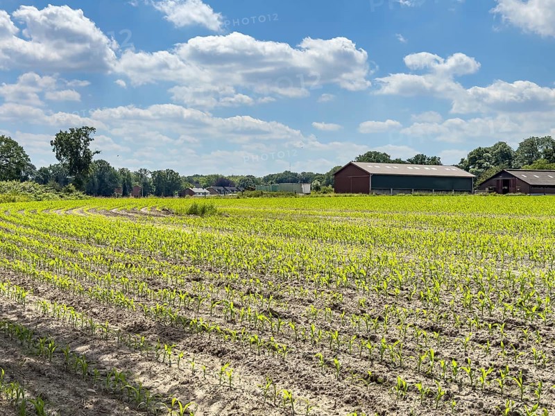 Field with plants of young corn (Zea mays) young maize plants growing on maize field, visible furrows in the foreground, farm in the background, North Rhine-Westphalia, Germany, Europe