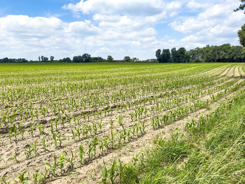 Field with plants of young corn (Zea mays) young maize plants growing on maize field, visible furrows in front, North Rhine-Westphalia, Germany, Europe