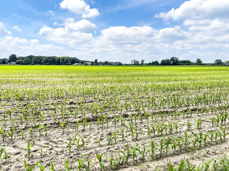 Field with plants of young corn (Zea mays) young maize plants growing on maize field, visible furrows in front, North Rhine-Westphalia, Germany, Europe