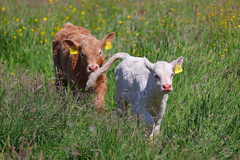 Charolais Cattle (Bos primigenius taurus), calves with ear tags running through high meadow, baby animals, Wedeler Elbmarsch, Wedel, Schleswig-Holstein, Germany, Europe