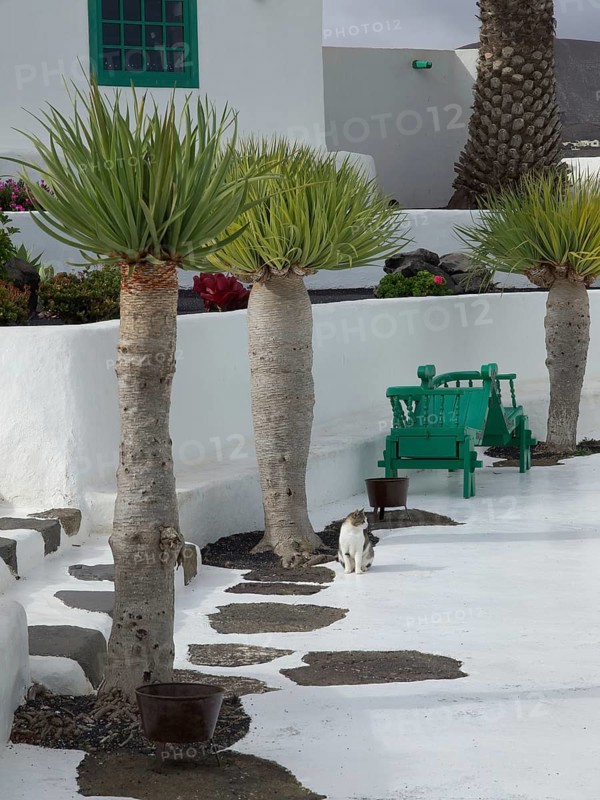 White architecture with palm trees and a sitting cat on a cobbled path, arrecife, Lanzarote, Canary Islands, Spain, Europe