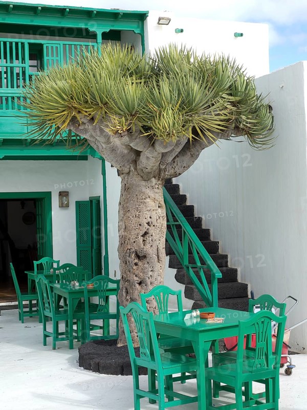 Larger tree on a terrace with green chairs and tables in front of a building in Lanzarote, arrecife, Lanzarote, Canary Islands, Spain, Europe