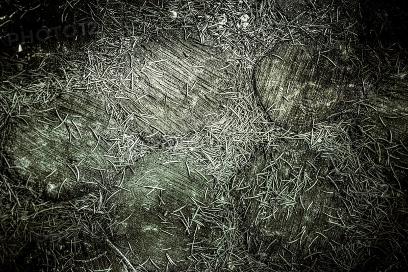 Wooden surface covered with numerous dry pine needles in a dark, rustic atmosphere, background image