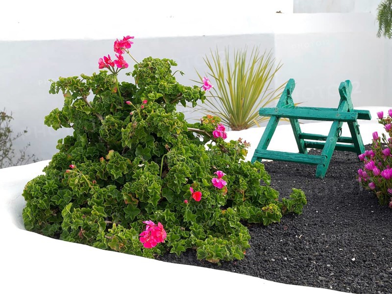 Garden with green plants and pink flowers, next to a small, green painted wooden chair, arrecife, Lanzarote, Canary Islands, Spain, Europe
