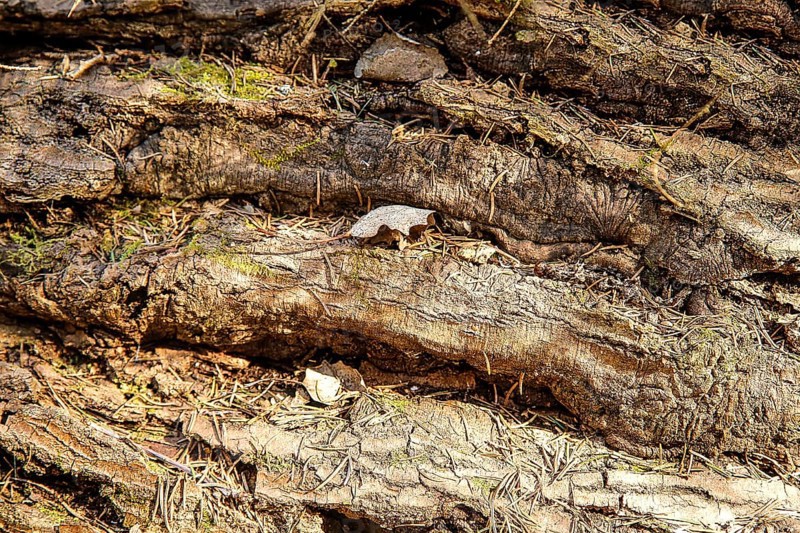 Close-up view of rough tree bark texture with hints of moss, creating an earthy and natural atmosphere, background image