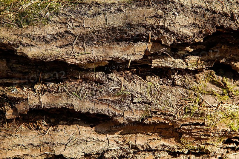 Close-up of tree bark showing a rough, textured, and detailed surface with patches of moss, background image