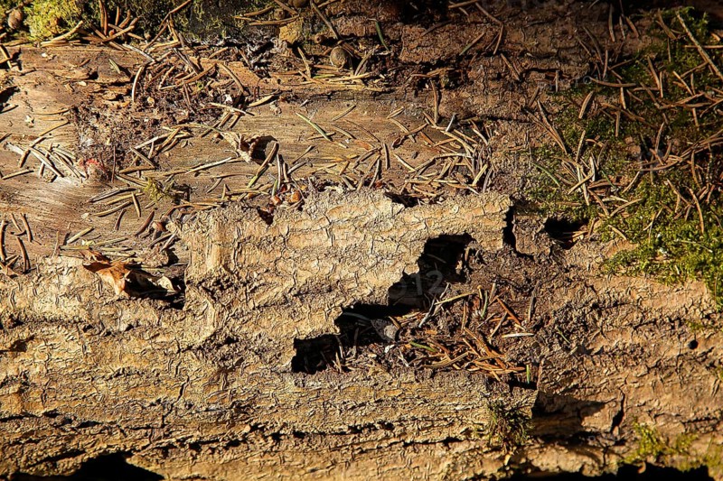 Close-up of a tree bark with pine needles, moss, and signs of natural decay, capturing the essence of autumn in the woods, background image