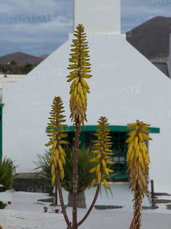 A picture shows Aloe vera in front of a white house with mountains in the background, arrrecife, lanzaorte, canary islands, spain