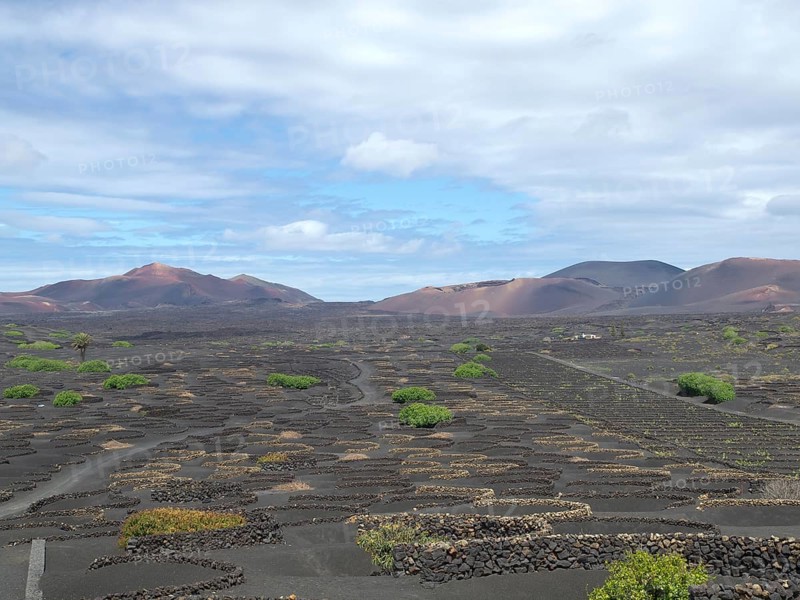 Landscape with lava fields and scattered green bushes under a partly cloudy sky, arrecife, Lanzarote, Canary Islands, Spain, Europe