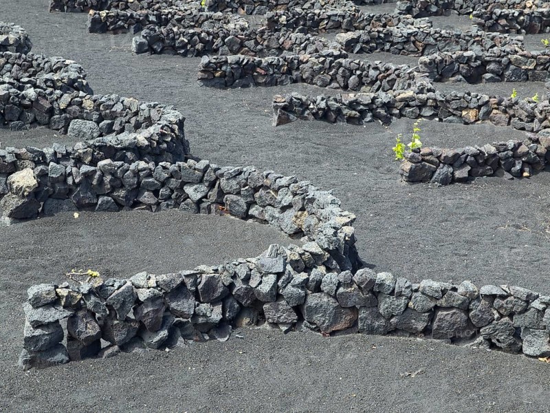 Close-up of stone walls on black soil with scattered vegetation, arrecife, Lanzarote, Canary Islands, Spain, Europe