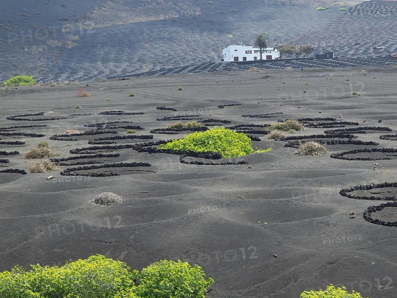 Landscape with black soil, scattered vegetation and white houses, arrecife, Lanzarote, Canary Islands, Spain, Europe
