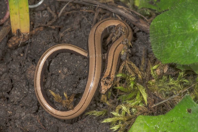 Slow worm (Anguis fragilis), juvenile on dark ground between moss and plants, Baden-Württemberg, Germany, Europe