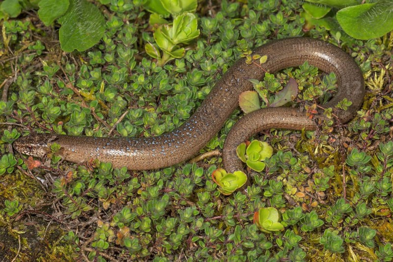 Brown slow worm (Anguis fragilis) lying in a moss- and plant-covered environment, Baden-Württemberg, Germany, Europe
