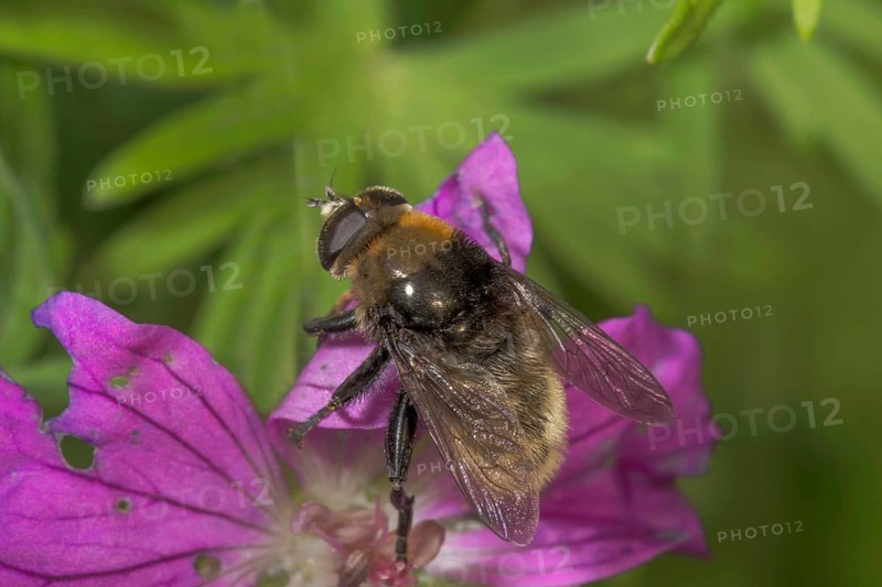 Close-up of a bumblebee hoverfly (Volucella bombylans) on a Bloody cranesbill (Geranium sanguineum) flower, Baden-Württemberg, Germany, Europe