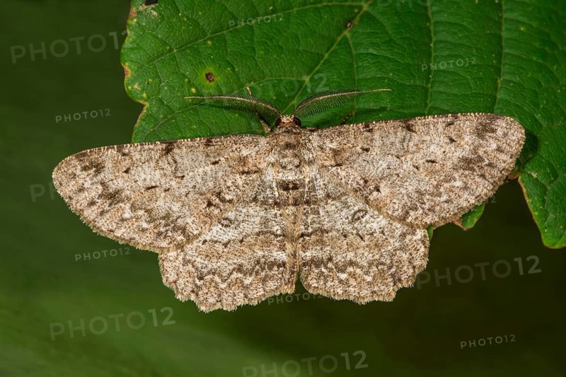 Ash-grey bark moth (Hypomecis punktinalis) with spotted pattern sitting on a green leaf, Baden-Württemberg, Germany, Europe