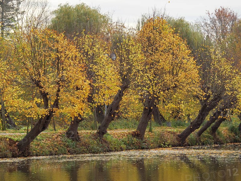 Riverbank with overhanging trees wearing their yellow autumn leaves and a peaceful atmosphere, gemen, münsterland, westphalia, germany