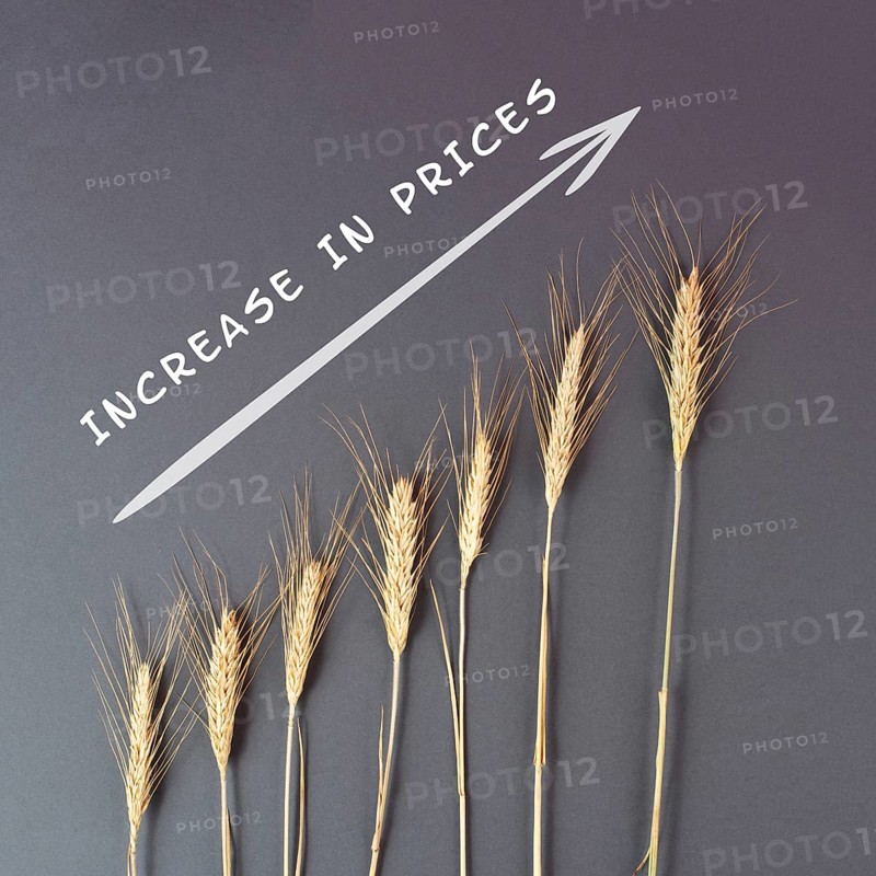 Food crisis with increasing prices and shortages, wheat ears on a brown background, supply chain problems, inflation causes high living costs