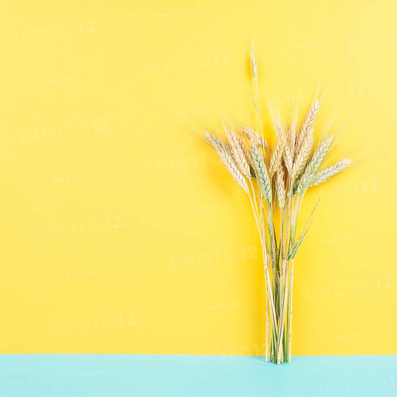 Wheat crop on a blue and yellow colored background, copy space for text, food harvest in the summer, golden straw