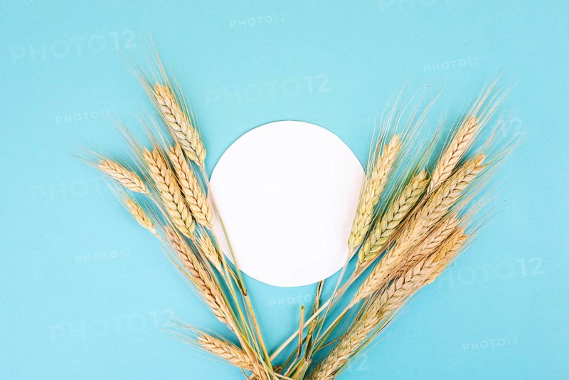 Wheat crop on a blue background, copy space for text, food harvest in the summer, golden straw