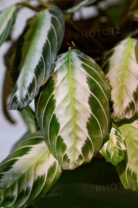Close up of leaf of exotic 'Maranta Leuconeura Silver Band' houseplant