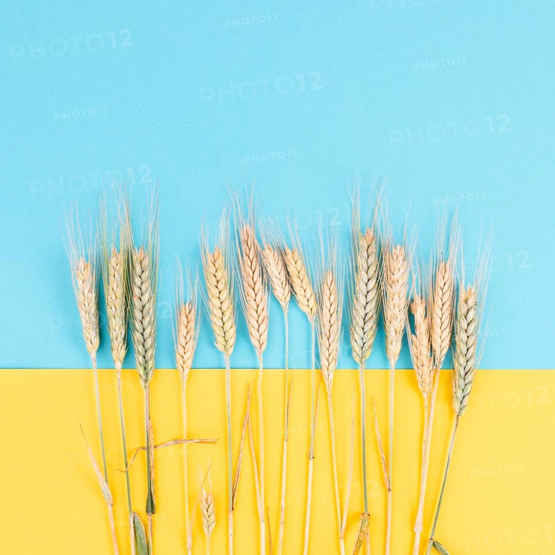 Wheat crop on a blue and yellow colored background, copy space for text, food harvest in the summer, golden straw